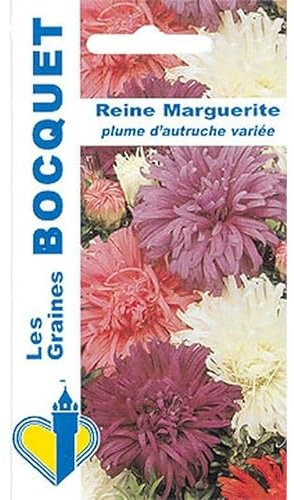 Sachet de graines de Reine Marguerite Plume d'Autruche variée - 0,8 g - fleur annuelle - LES GRAINES BOCQUET