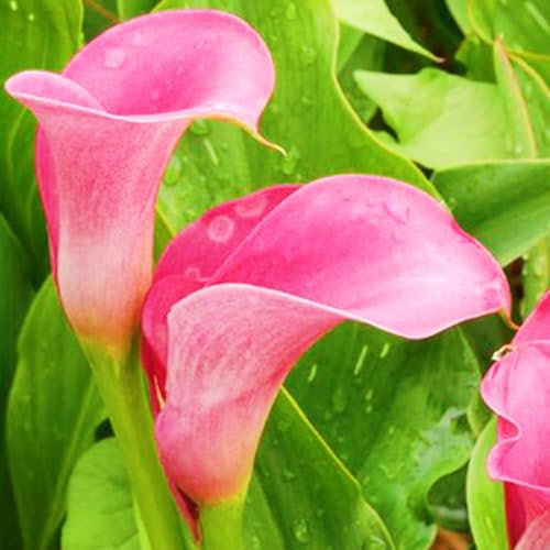 Calla Lily Bulbs-Calla Lily Bulbs for Planting Now UK,Garden Flowers,Hardy Perennial,Wedding Flowers,Plant Bulbs-2bulbs-e