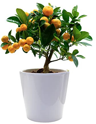 Calamondin - Zwergorangenbaum - Essbare Zitrusfrüchte - Keramiktopf 14 cm - Lebende Pflanze