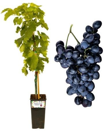 P. Piantine da Orto | UVA Fragola Nera, Vaso 2 L, Pianta Pronta per Il Trapianto, Pianta Vera da Esterno, UVA da Tavola da Mangiare, Vivaio Italiano