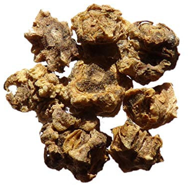 Betterave Fourragère Géante Rouge - Beta Vulgaris - SEM20