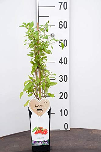 PIANTA DI LYCIUM BARBARUM BACCHE DI GOJI SU VASO CM 12 ALTO