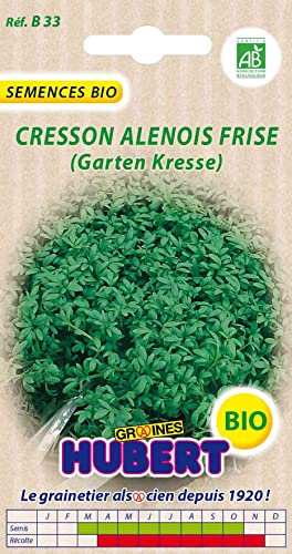 Graines de Cresson Alénois Frisé BIO - 4 grammes
