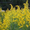 Semi Verga d'oro Fiore di campo (Solidago) 400 + Semi: Seeds Only