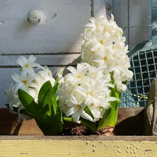 6bulbos de jacinto resistentes - decoración, silvestres de balcón, jardin resistentes, para balcones