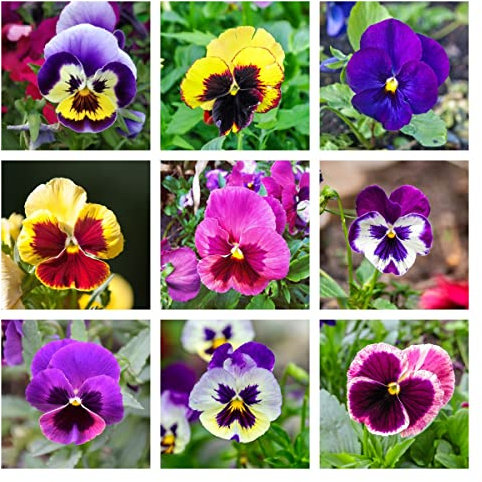 StiefmüTterchen Samen Blumen Deko Blumensamen Bodendecker Winterhart MehrjäHrig Gartenpflanzen Wildblumensamen Blumenwiese Samen Gartendeko FüR DraußEn Bonsai 200 StiefmüTterchen Pflanzen Saatgut