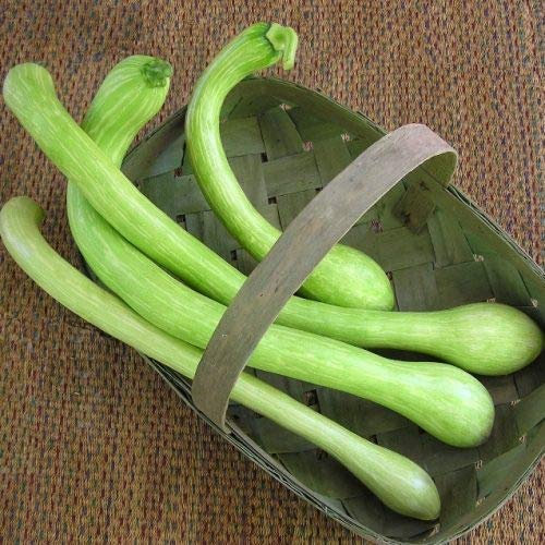 Zucca o zucchetta trombetta d'Albenga (Semente)