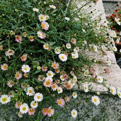 Semi di margherita spagnola, resistenti per il giardino Erigeron karvinskiano, semi di biologici 400pcs