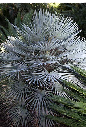 Winterharte Blaue Zwerg-Palme 10 Samen -Chamaerops humilis var cerifera