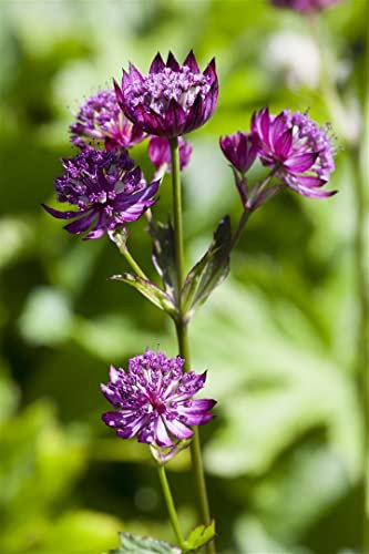 Astrantia major 9x9 cm Topf – Winterhart, Mehrjährig, Pflegeleicht – Sterndolde – Staude für Beet & Garten