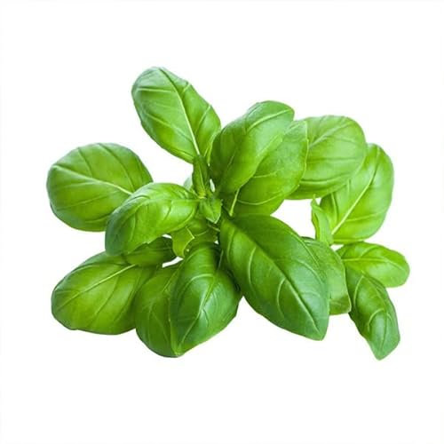 La zappa Semillas de albahaca Fine verde plantas para huerto y jardín (Español Clásico)