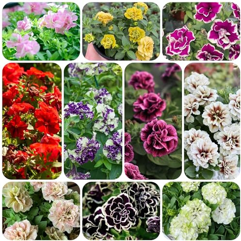 petunias - petunias colgantes de oficina, techo verde semillas de petunia interior raras balcón cortadas jardín balcón Decoraciones otoñales un 600semillas