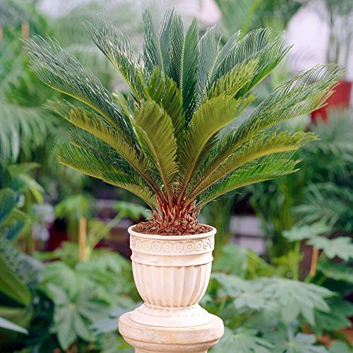 Cycas Revoluta Vivace - Sagoutier | Plante pour la Maison ou le Bureau (de 30 à 40 cm Pot inclus)