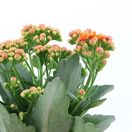 Kalanchoe Blossfeldiana Natural Planta Suculenta de Interior o Exterior