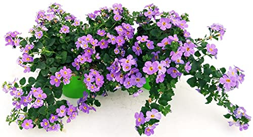 POWERS TO FLOWERS - BACOPA LILLA, 2 PIANTE VASO 14cm, piante vere