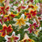 5 Bulbi di LILIUM (GIGLI) ORIENTAL TRUMPET | 14/16 cm di circonferenza | Bulbi provenienti dai migliori produttori Olandesi | Esclusiva selezione e controllo qualità | Fioritura garantita.
