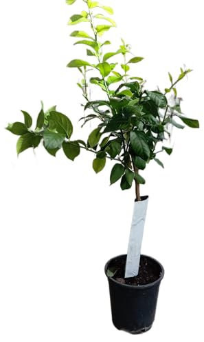 Naranjo en Maceta Grande Árbol Frutal Natural para Huertos y Jardines