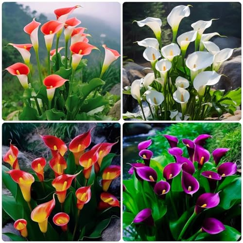 3 pcs calla zwiebeln winterhart, calla lilie zwiebeln, blumen pflanzen, bienenfreundliche blumen, calla pflanze winterhart Knollen (Zantedeschia aethiopica) topfpflanzen echt steingartenpflanzen