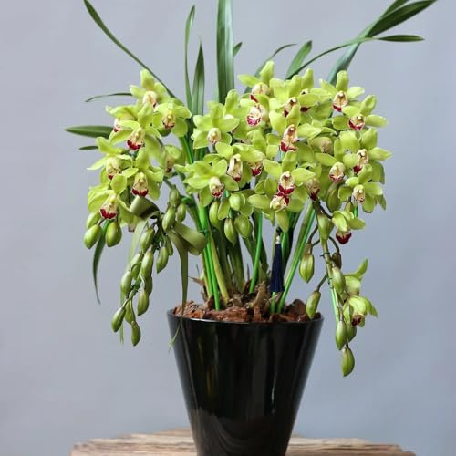 Semi di Cymbidium, giardino di Cymbidium hybridum, rare di recisi di vecchie varietà 80pcs