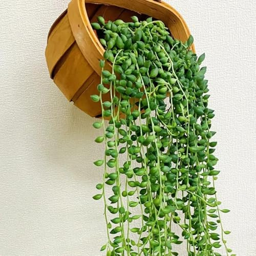 Senecio rowleyanus becco letto elevato decorazione ufficio bonsái decorativi interni esotici giardino rocce resistenti interni semi pisello appesi 60pcs