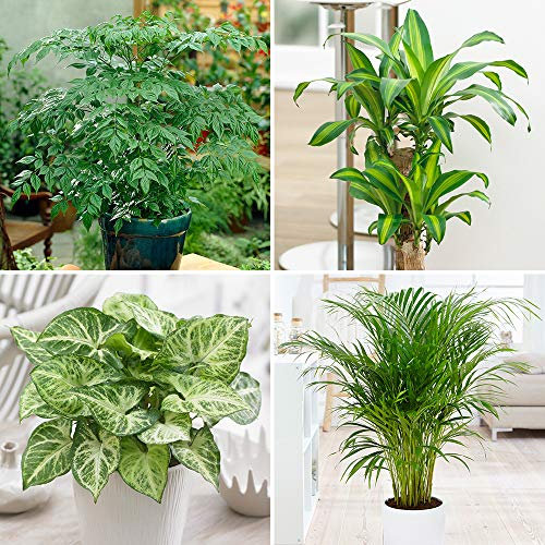 YouGarden Evergreen Indoor House Plant Collection, Set of Four Plant Collection in 12cm Pots, Houseplants in Pots, Plants for Office or Home Décor, Easy Care Plants Low Maintenance