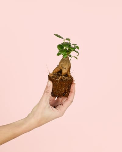 PUR PLANT Ficus microcarpa | Bonsái natural de interior con elegancia oriental | Bonsái natural interior ideal para espacios luminosos | Maceta de Ø6 cm