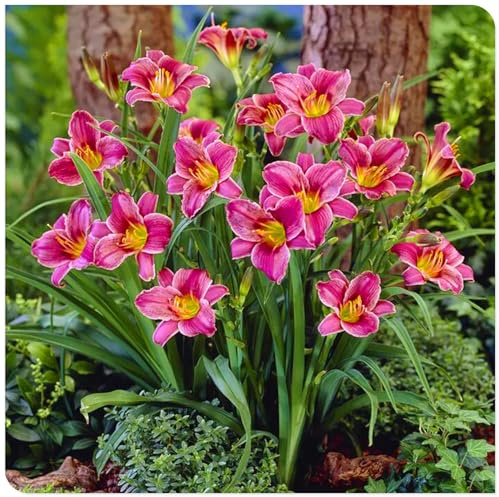 Ideal para Borduras Soleadas -Bulbos de Hemerocallis -Matas Voluminosas y Decorativas -Hemerocallis bulbos-8 Bulbos