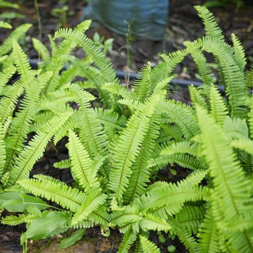 150 pcs schwertfarn zimmerpflanze samen gewächshaus balkon Nephrolepis exaltata, deko pflanzen winterharte stauden mehrjährig wilder wein winterhart gartenarbeit balkonpflanzen exotische