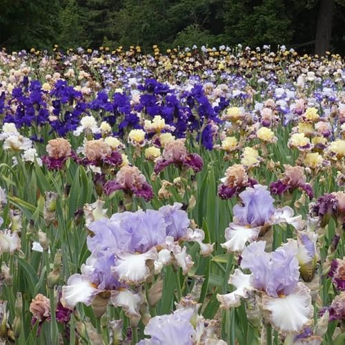3 piezas comprar bulbos de iris - resistentes para jardín, jardín de resistentes al exterior,rocas, perennes balcón