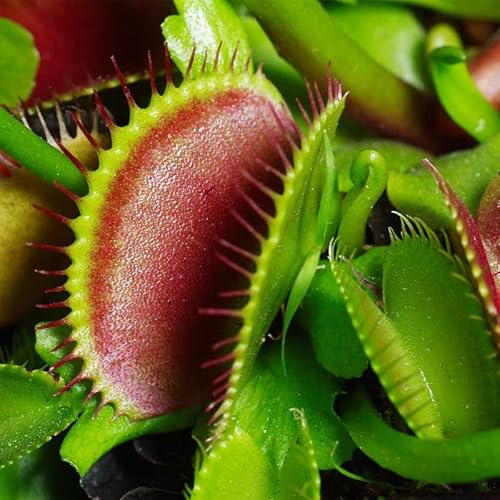 3 Rare Live Venus Fly Traps for Outdoor Indoor Planting, B52 Giant Venus Flytrap Plants Zones 8-10 Growing