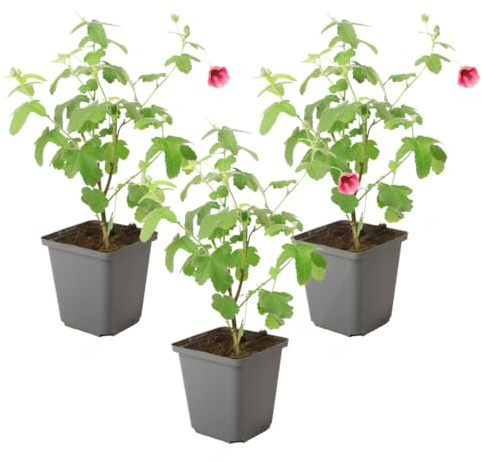Plant in a Box - Anisodontea capensis 'El Rayo' - Anisodontée du Cap - Set di 3 - rose/violet – plante de jardin fleurie – ⌀9 cm – hauteur 25-40 cm