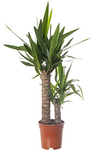 Yucca Elephantipes, große echte Zimmerpflanze, immer grün, hohe Pflanze.