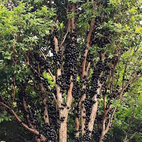 Semi di Jabuticaba - da frutto colonnari da frutto colonnari semi di nani, resistenti serre balcone per gli amanti del giardino esotico raro vecchie varietà 60pcs