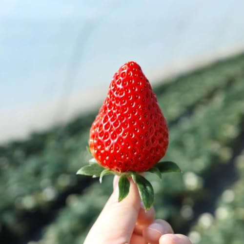Semi di fragola resistenti, Varietà antiche, biologici 300pcs
