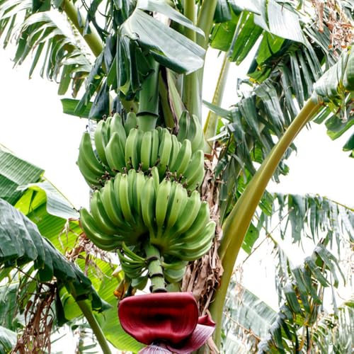 bananenpflanze winterhart samen obstbäume kaufen, bäume garten winterhart obstpflanzen bonsai baum, bio saatgut obstsamen gartenpflanzen bananenbaum winterhart, winterharte pflanzen 160pcs