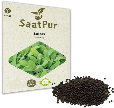 SaatPur Salbei Samen, Saatgut für ca. 80 Pflanzen