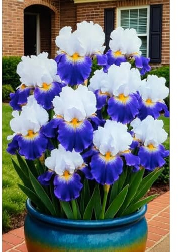 Iris - Rizoma Iris Resistente Decorazione Da Giardino, Balcone, Piantagione-10 rizomi-A