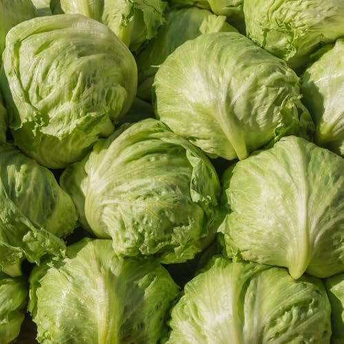 semi di lattuga iceberg biologici - invernali resistenti per il giardino fresca resistenti, rare 50pcs