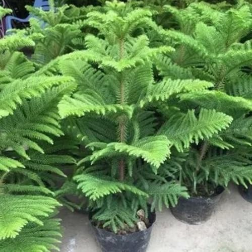 araucaria araucana - semi giardino semi perenni resistenti selvatici bonsái 15pcs