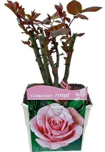 Rosal Grandiflora Rosa PREMIUM Planta de Exterior