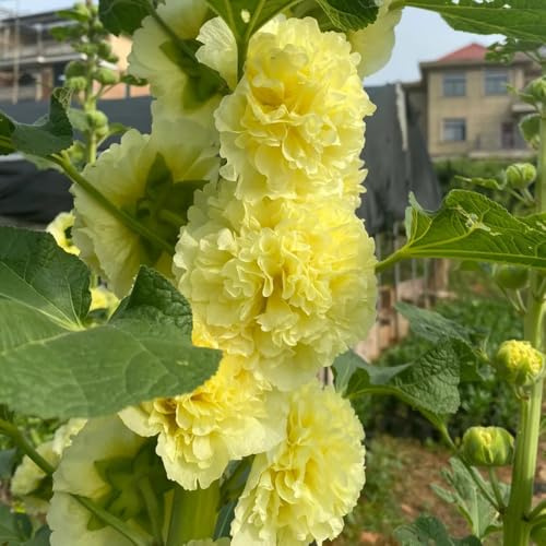 malvarrosas arbusto de mariposas hojas perennes reverdecimiento de tejados oficina semillas balcón malva loca cama elevada jardín jardín 950pcs