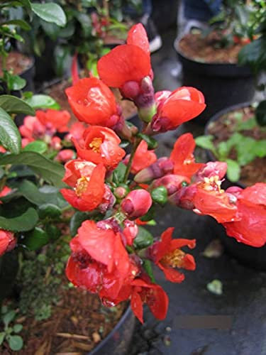 Chaenomeles speciosa Orange Storm - Zierquitte Orange Storm