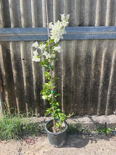 Piante di Bouganville, colori mix, piante in vaso 16cm, H80-120cm. Rampicanti fioriti (Bianco)