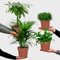 Nestfarn, Areca-Palme, Glückskastanie & Rutenkaktus – 4er Box Zimmerpflanzen Katzenliebe - Tierfreundliches Set – Höhe 15-70 cm – Töpfe 10,5-17 cm – Pflanzen frisch aus der Gärtnerei – Green Me Up