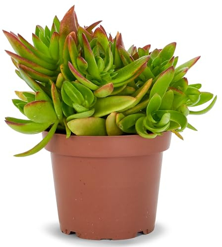 Crassula Capitella 'Campfire' Planta Natural en Maceta | Suculenta Planta Viva Decorativa | Hojas Verdes con Bordes Rojizos | Ideal para Interior o Exterior | Muy Resistente y Fácil de Cuidar