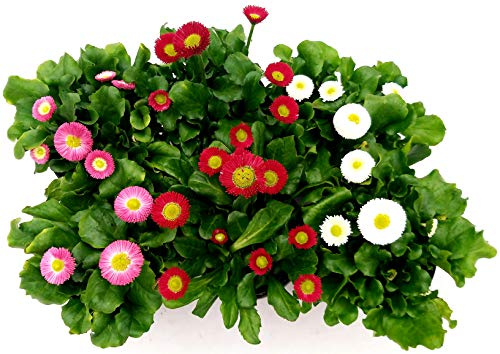 POWERS TO FLOWERS - PRATOLINE MARGHERITA BELLIS PERENNI, 6 PIANTE ROSA-BIANCA-ROSSA, vaso 10cm, piante vere