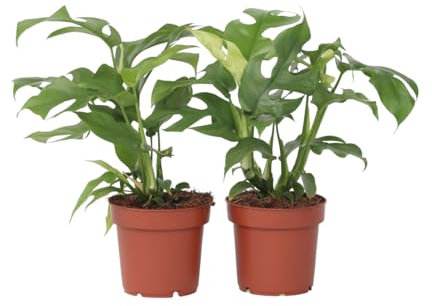 Plant in a Box - Monstera Minima - Rhaphidophora Tetrasperma - Set de 2 - Plante d'intérieur - Plante à trou - Pot 12cm - Hauteur 20-30cm