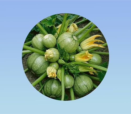 20 Graines de Courgette de Nice ronde (Cucurbita moschata)- L'Authentique Courge Ronde FACILE A CULTIVER