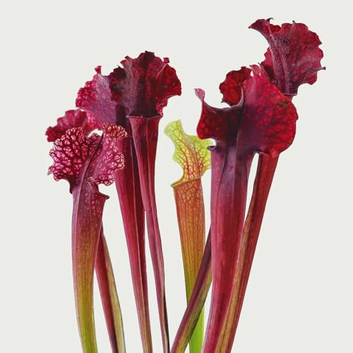 Fleischfressende Schlauchpflanze, Sarracenia purpurea, winterharte für garten zimmerpflanzen 10pcs