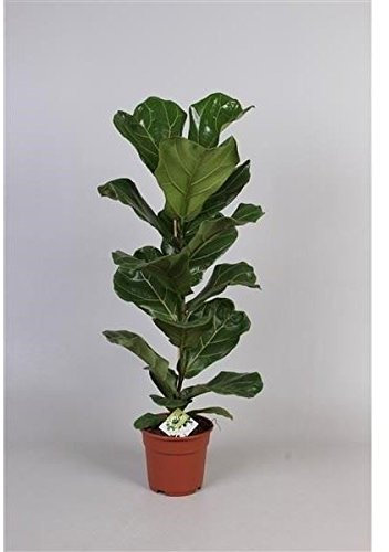 Ficus lyrata House Plant in a 17cm Pot. 65-80cm Fiddle Leaf Fig